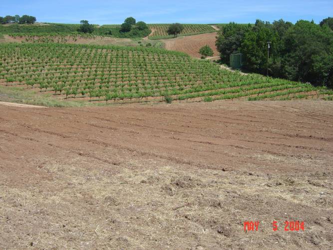 Monte Rosso Vineyard - Sonoma County